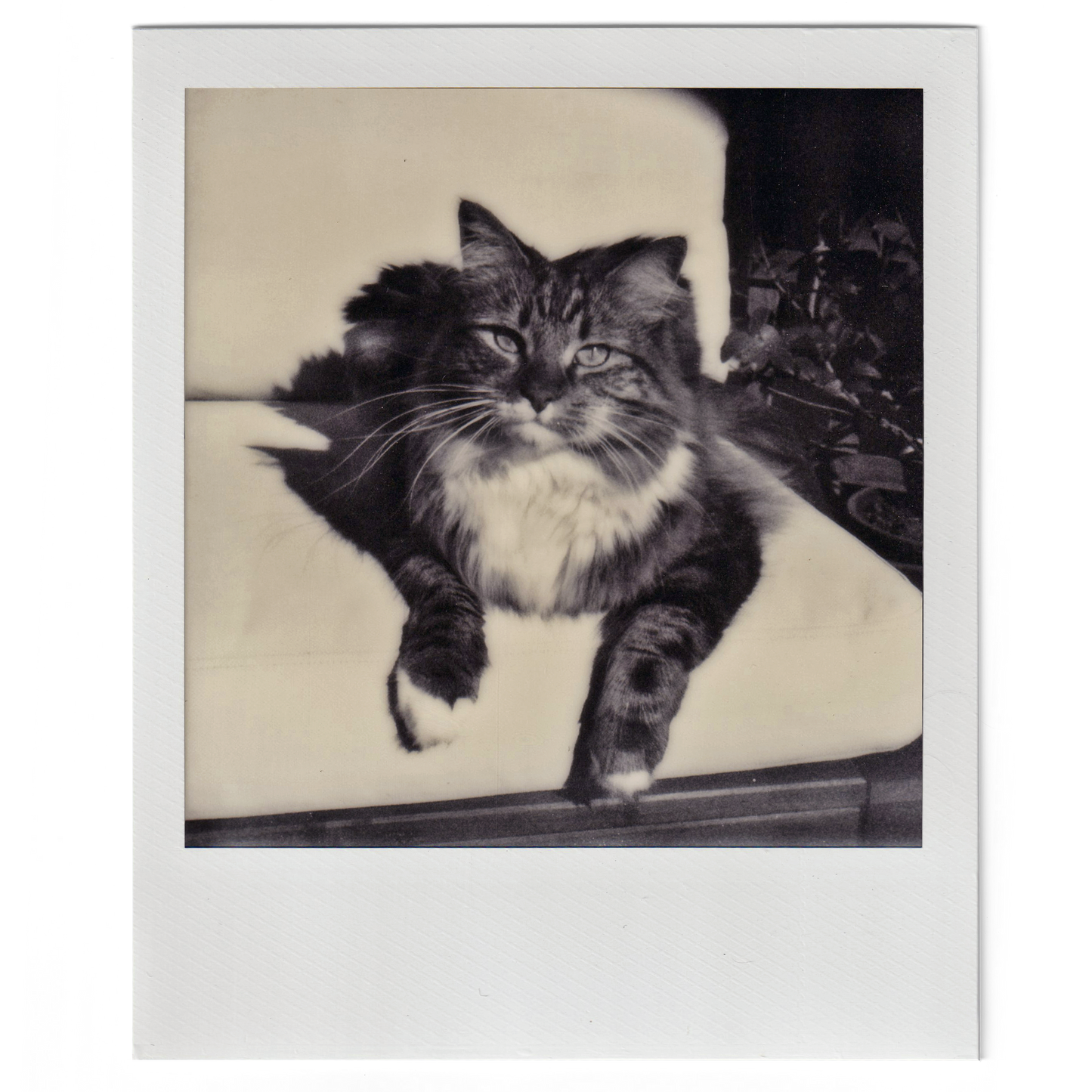 Custom Square Photo Print - Polaroid Black and White Film