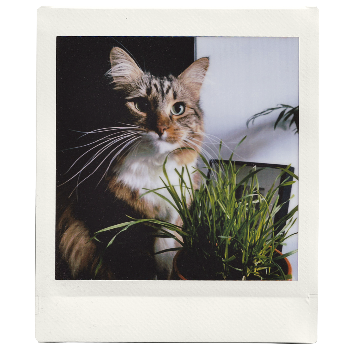 Custom Mini Square Photo Print - Fujifilm Instax Square Colour Film