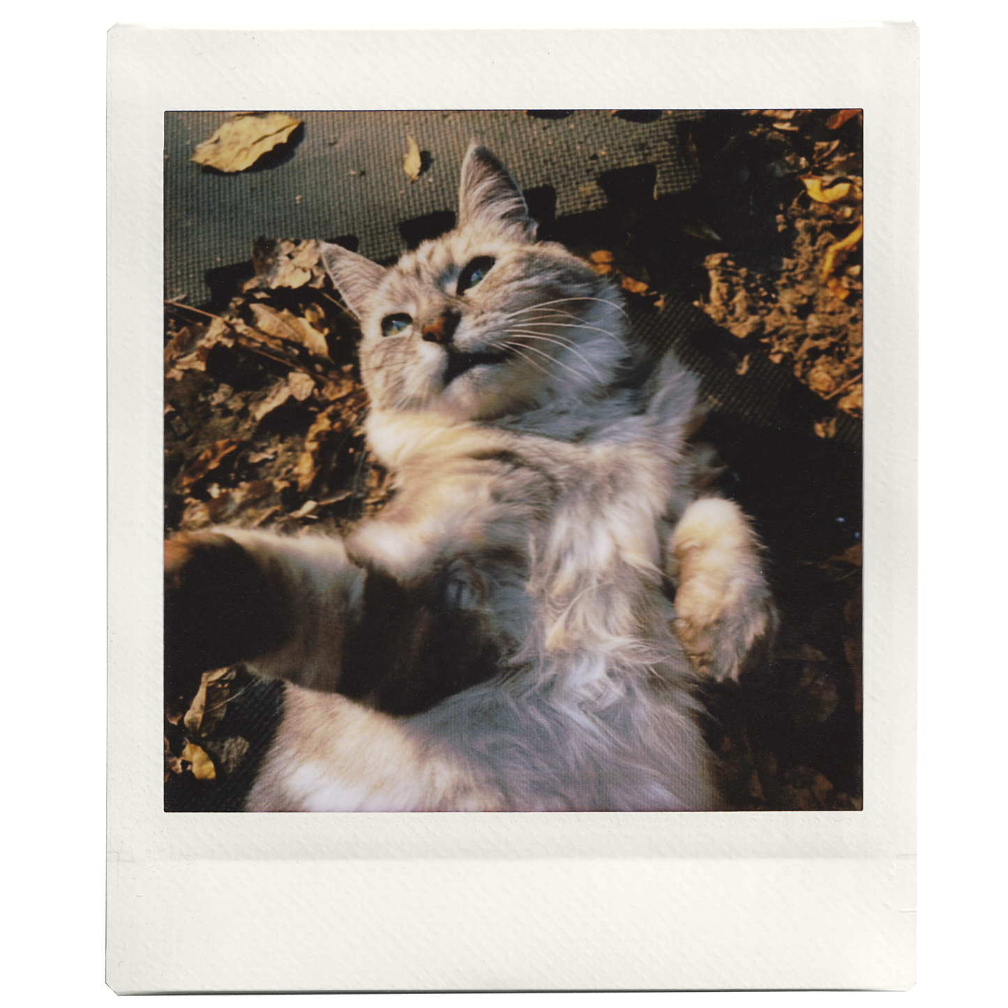 Custom Mini Square Photo Print - Fujifilm Instax Square Colour Film