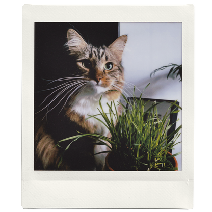 Custom Mini Square Photo Print - Fujifilm Instax Square Colour Film
