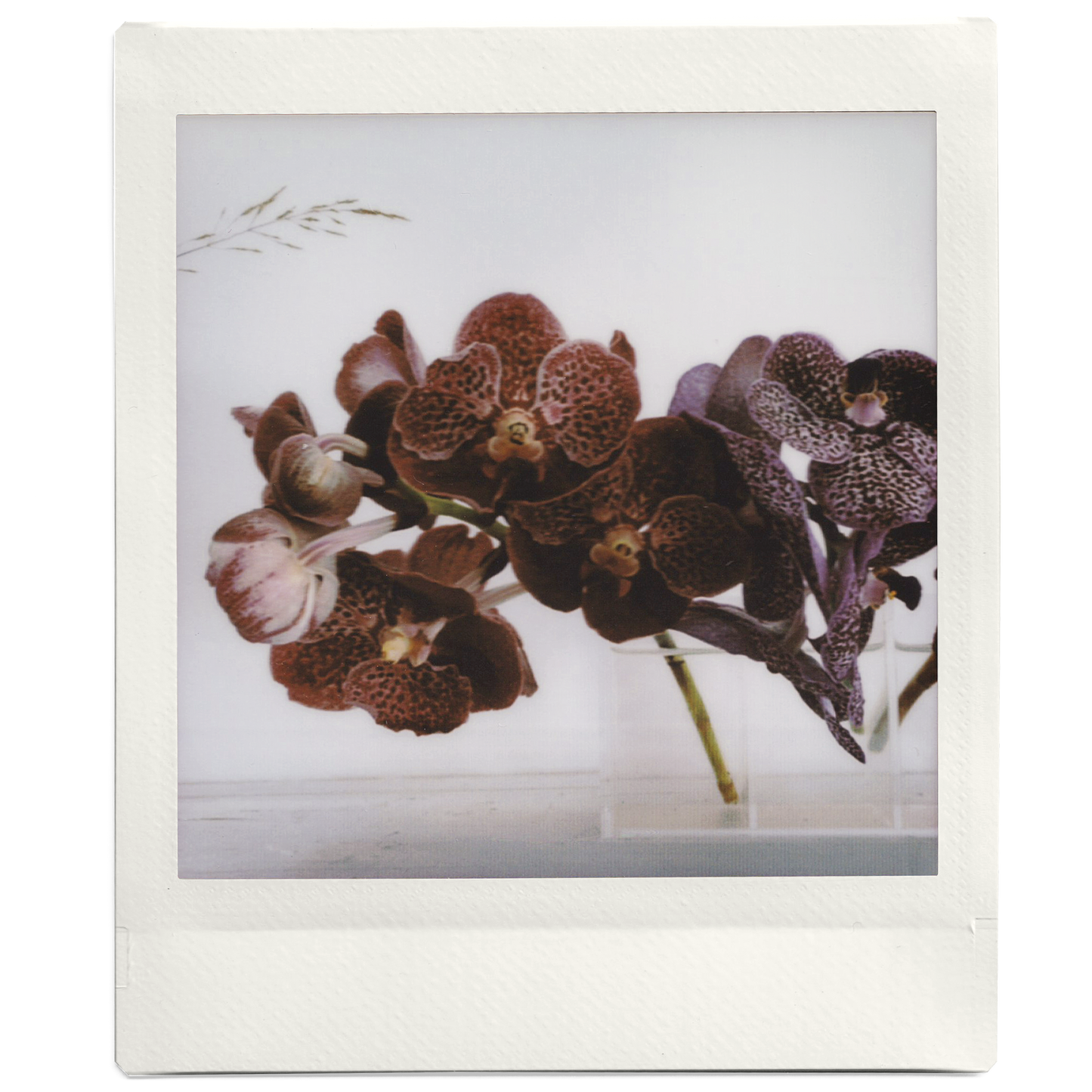 Custom Mini Square Photo Print - Fujifilm Instax Square Colour Film