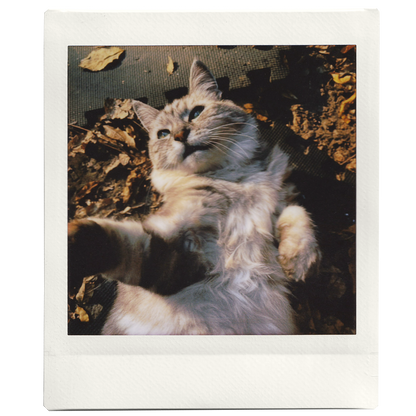 Custom Mini Square Photo Print - Fujifilm Instax Square Colour Film